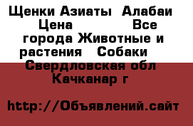 Щенки Азиаты (Алабаи) › Цена ­ 20 000 - Все города Животные и растения » Собаки   . Свердловская обл.,Качканар г.